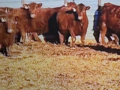 Bred Heifers