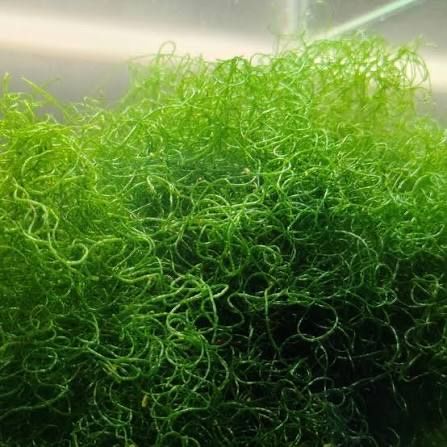 ISO chaeto moss for my reef sump