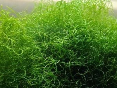 ISO chaeto moss for my reef sump