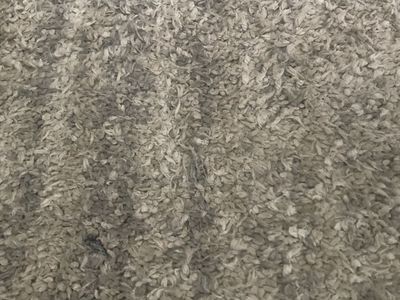8 x 10 Rug
