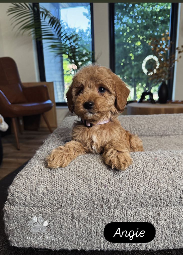 Darling Mini Goldendoodle Puppies