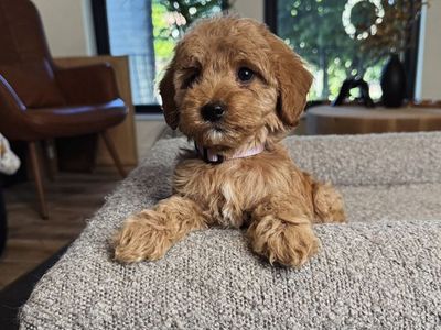 Darling Mini Goldendoodle Puppies