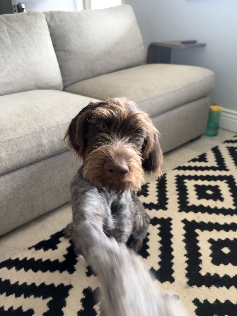 Hank! German Wire Hair Pointer Puppy