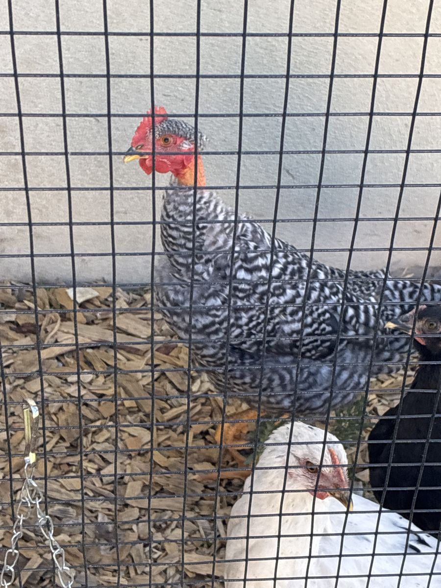 Naked Neck Rooster (Turken)