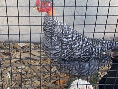Naked Neck Rooster (Turken)