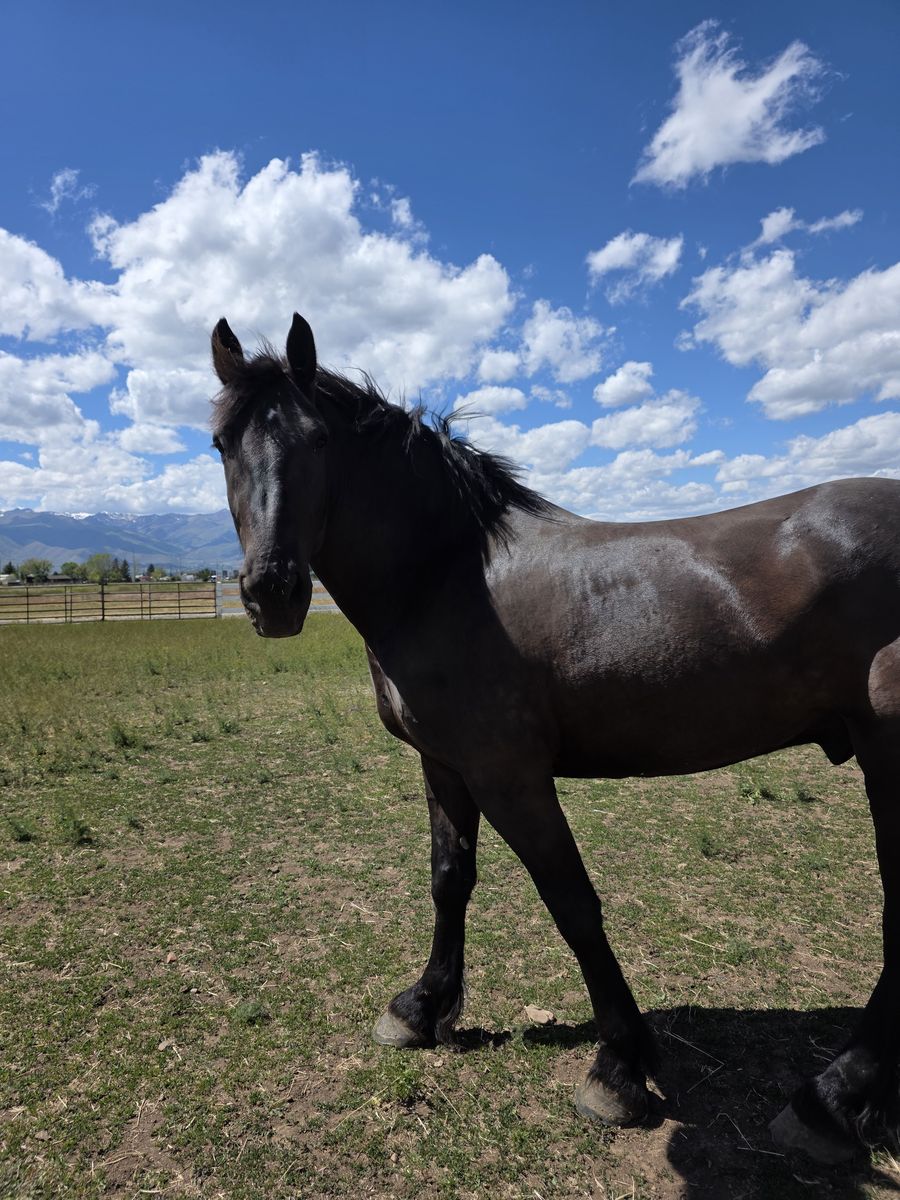 Percheron cross