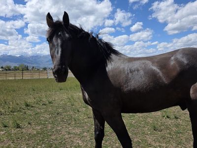 Percheron cross
