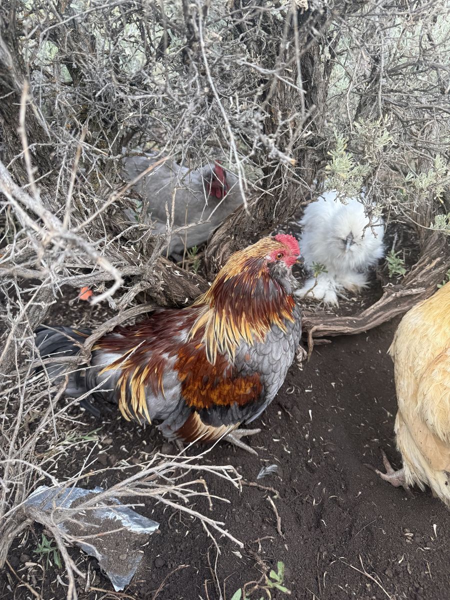 Rooster, 16 weeks old *free*