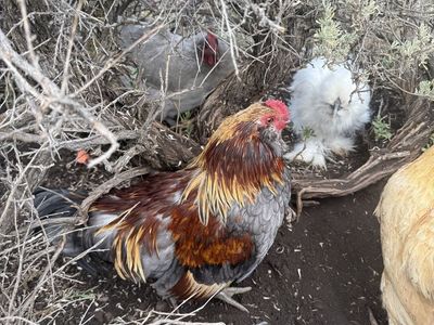 Rooster, 16 weeks old *free*
