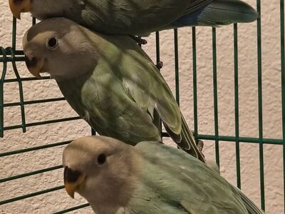 Lovebirds