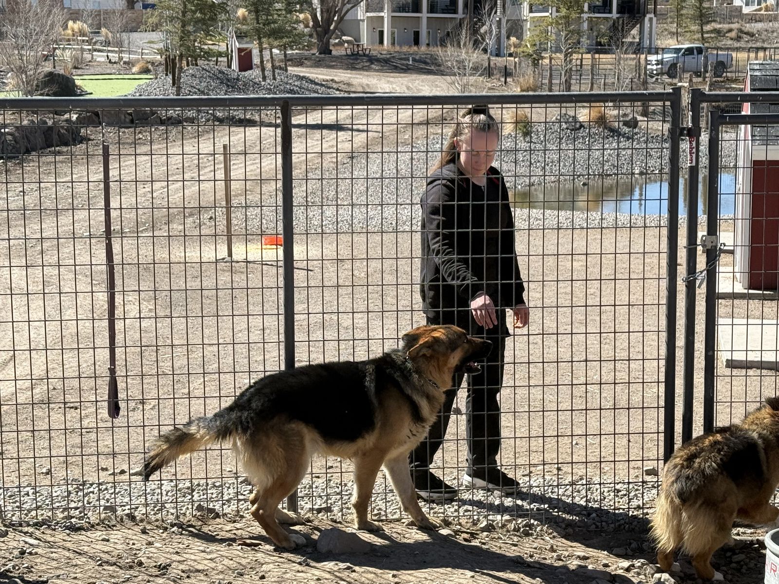 Male German Shepherd For Sale