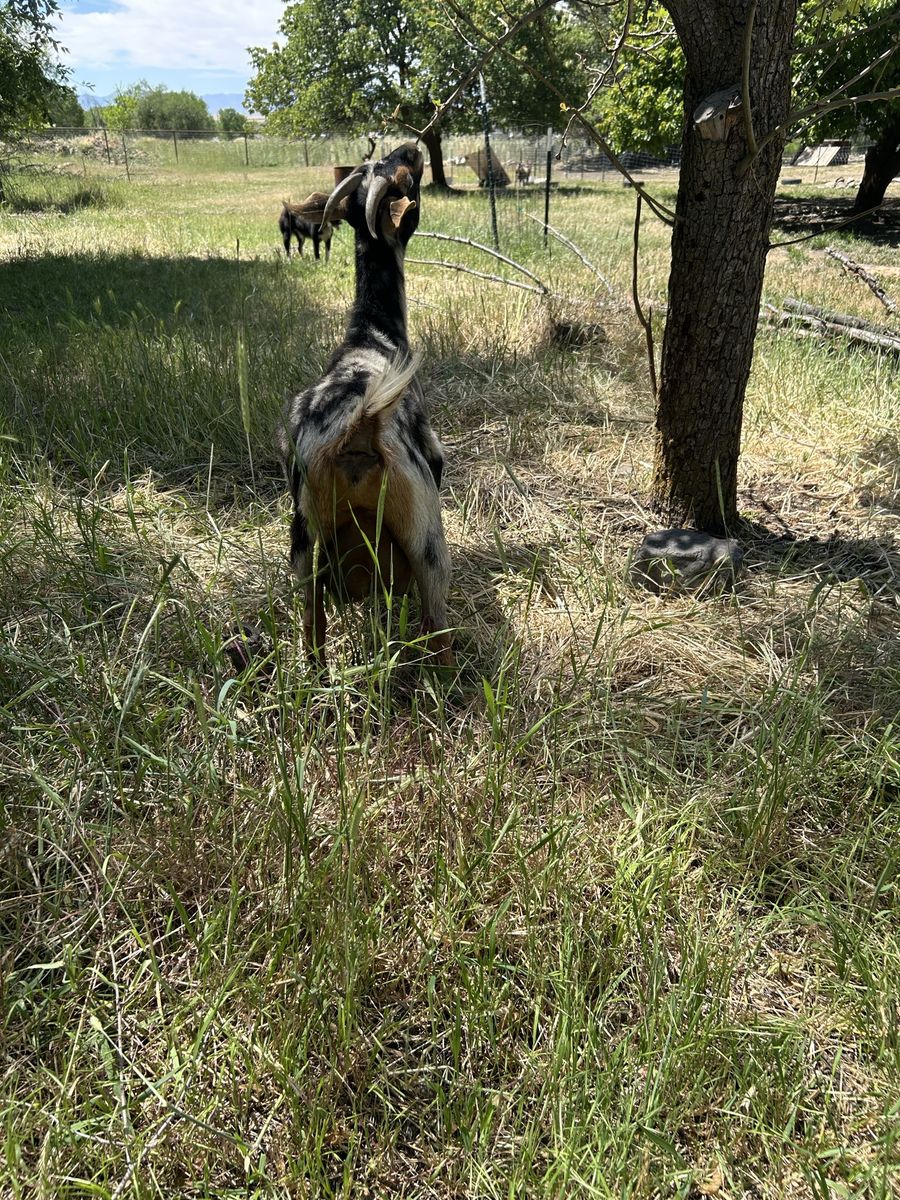 Nubian/Nigerian Dwarf cross Does