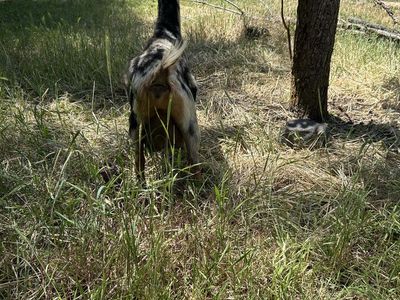 Nubian/Nigerian Dwarf cross Does