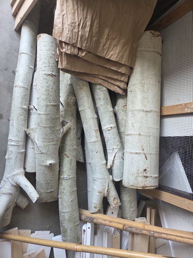 Beautiful Birch Branches