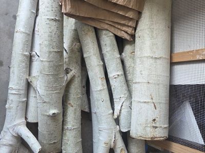 Beautiful Birch Branches
