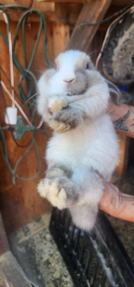 Pet Bunnies / Lop Rabbits Available