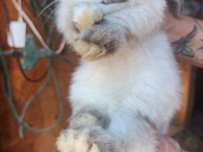 Pet Bunnies / Lop Rabbits Available