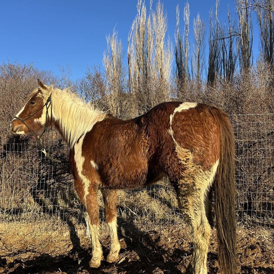 4yr old Paint Gelding