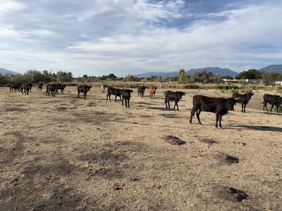 Roping Cattle For Sale