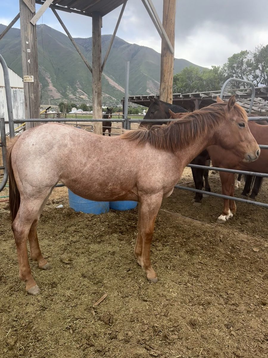 2025 AQHA Filly