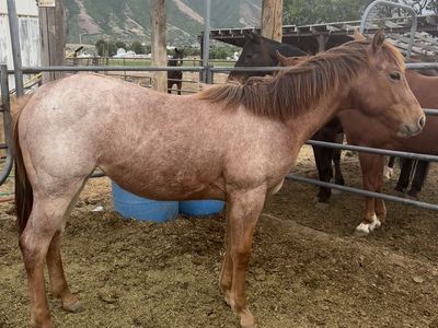 2025 AQHA Filly