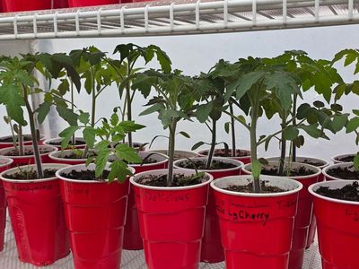 Tomato And Pepper Plant Seedlings And Starts