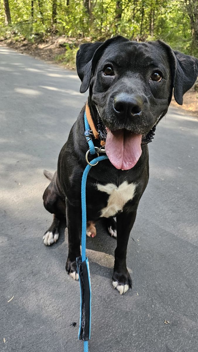 A129445 Melon is Available for Adoption!