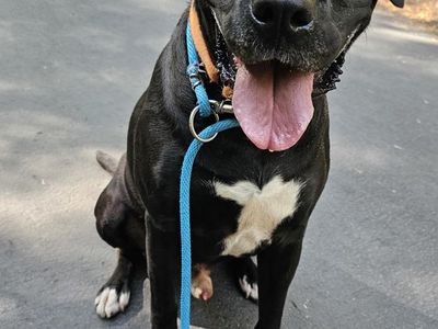 A129445 Melon is Available for Adoption!