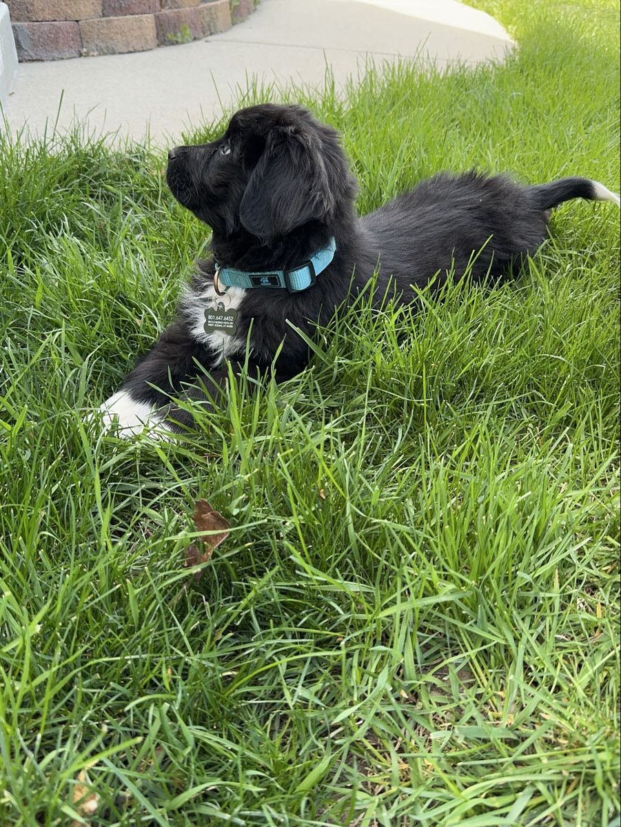 Bernese Nuffie puppy