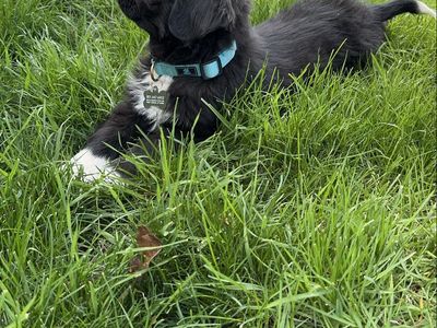 Bernese Nuffie puppy