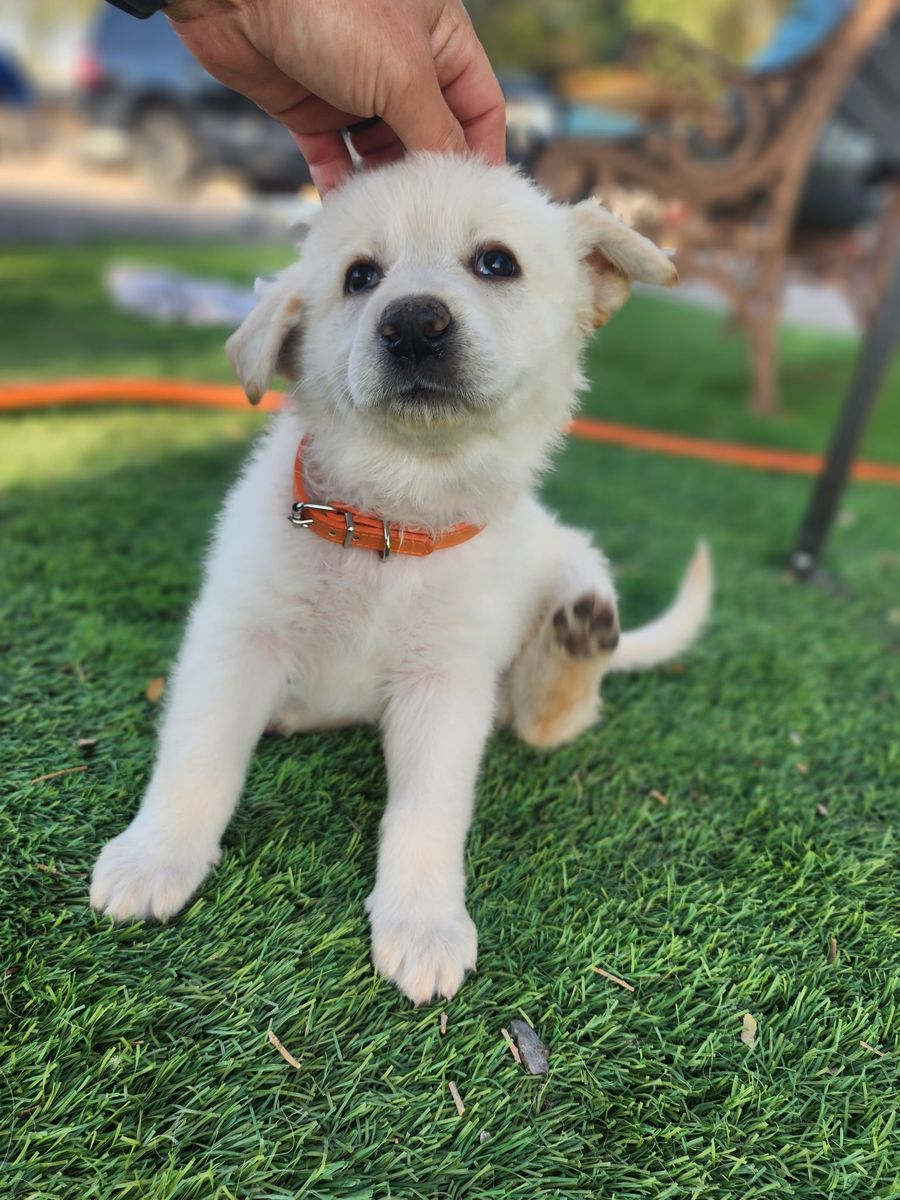 Puppies for Sale!