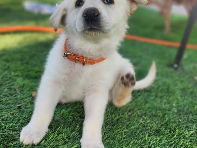 Puppies for Sale!