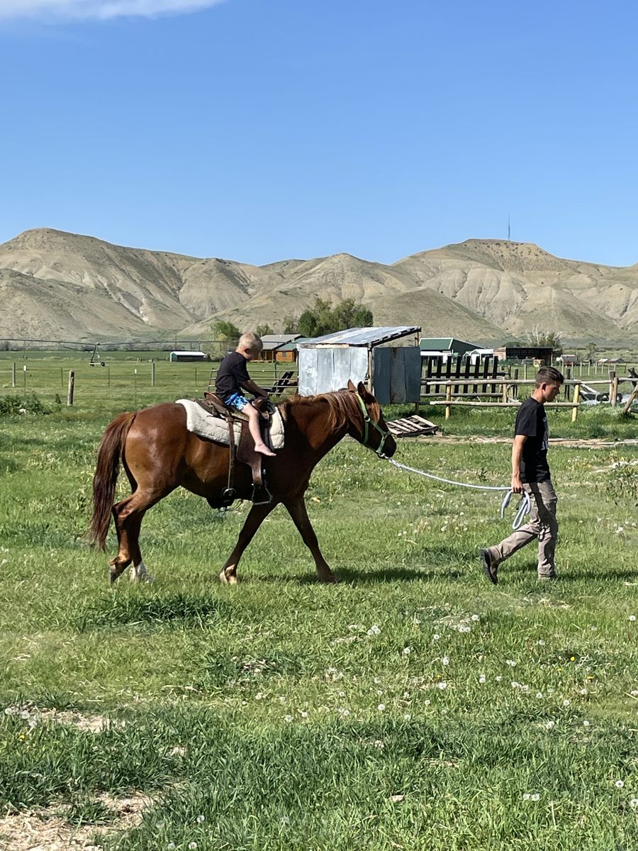 5 year old Mustang Mare