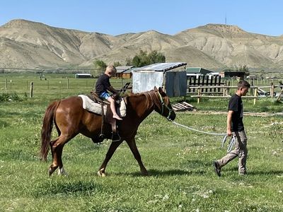 5 year old Mustang Mare
