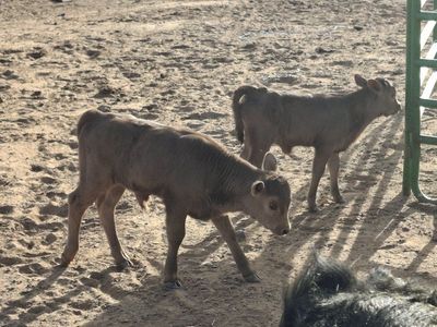 ADCA Dexter cow/calf pairs