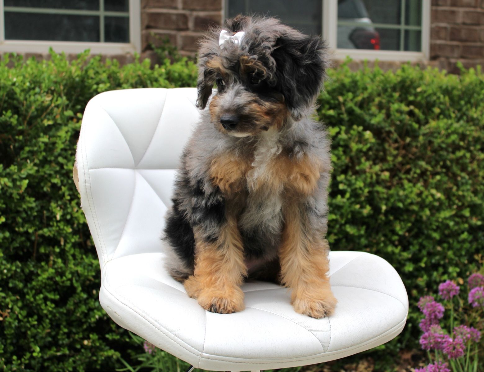Mini Bernedoodle *like goldendoodle*