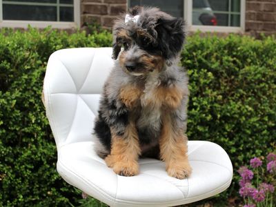 Mini Bernedoodle *like goldendoodle*