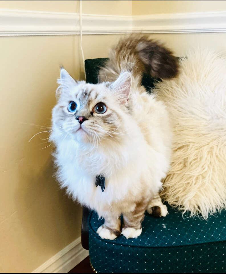 Gorgeous LYNX RAGDOLL/PROVEN PUREBRED 4 STUD--Electric Blue Eyes/Best temperament--Sires multiple beautiful/sweet kittens!