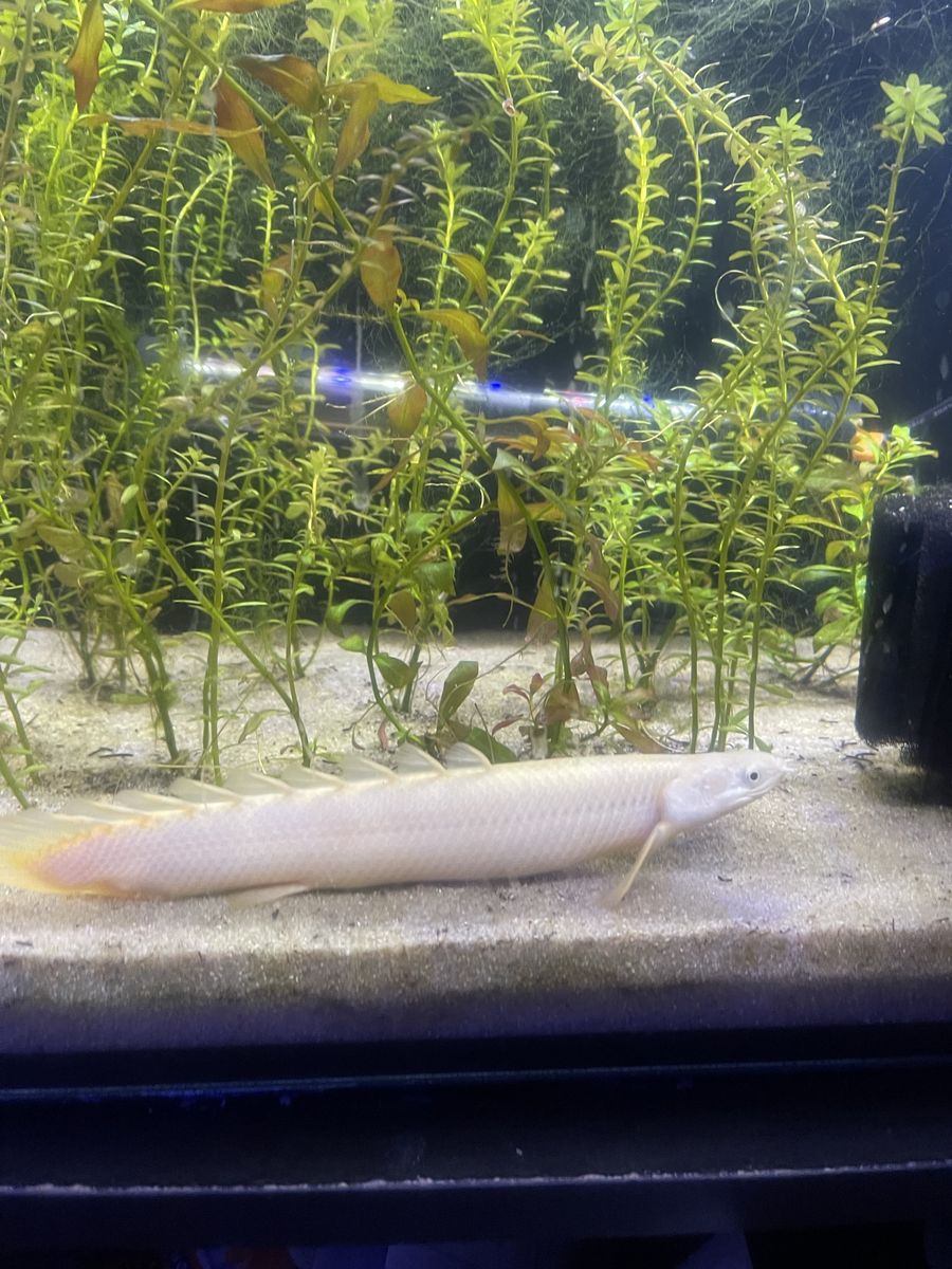 [platinum senegal bichir & Pleco]