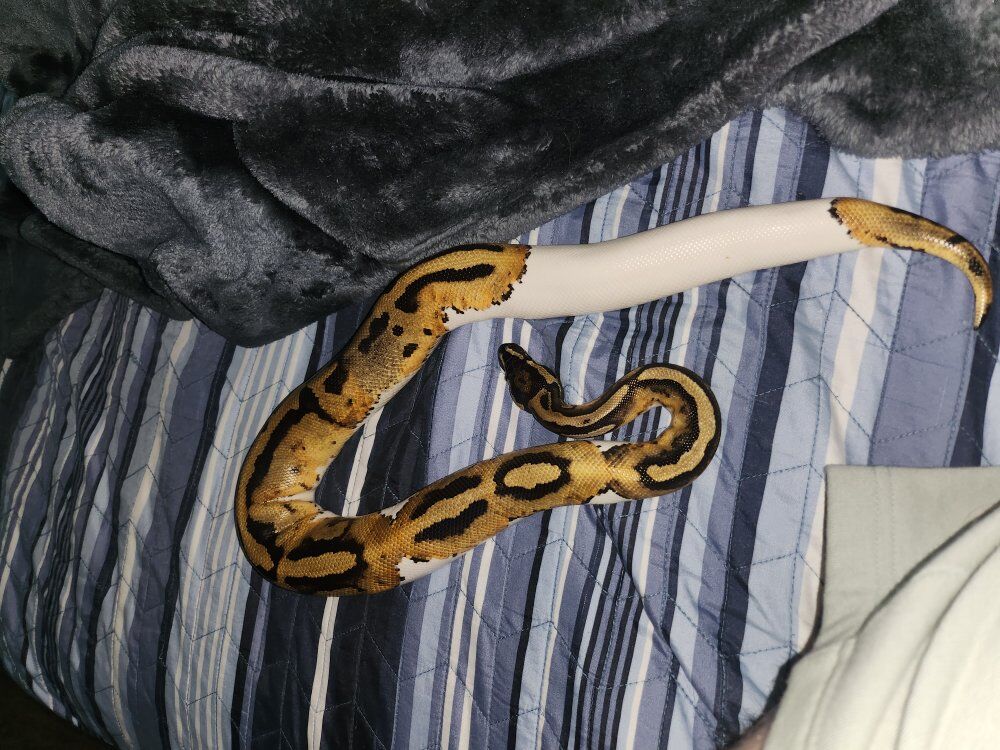 leopard Pied ball python