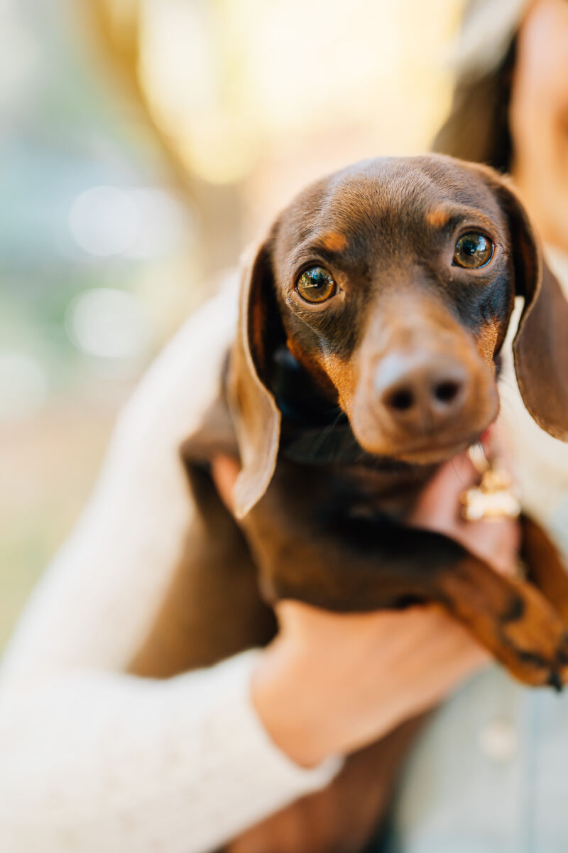 Miniature Dachshund