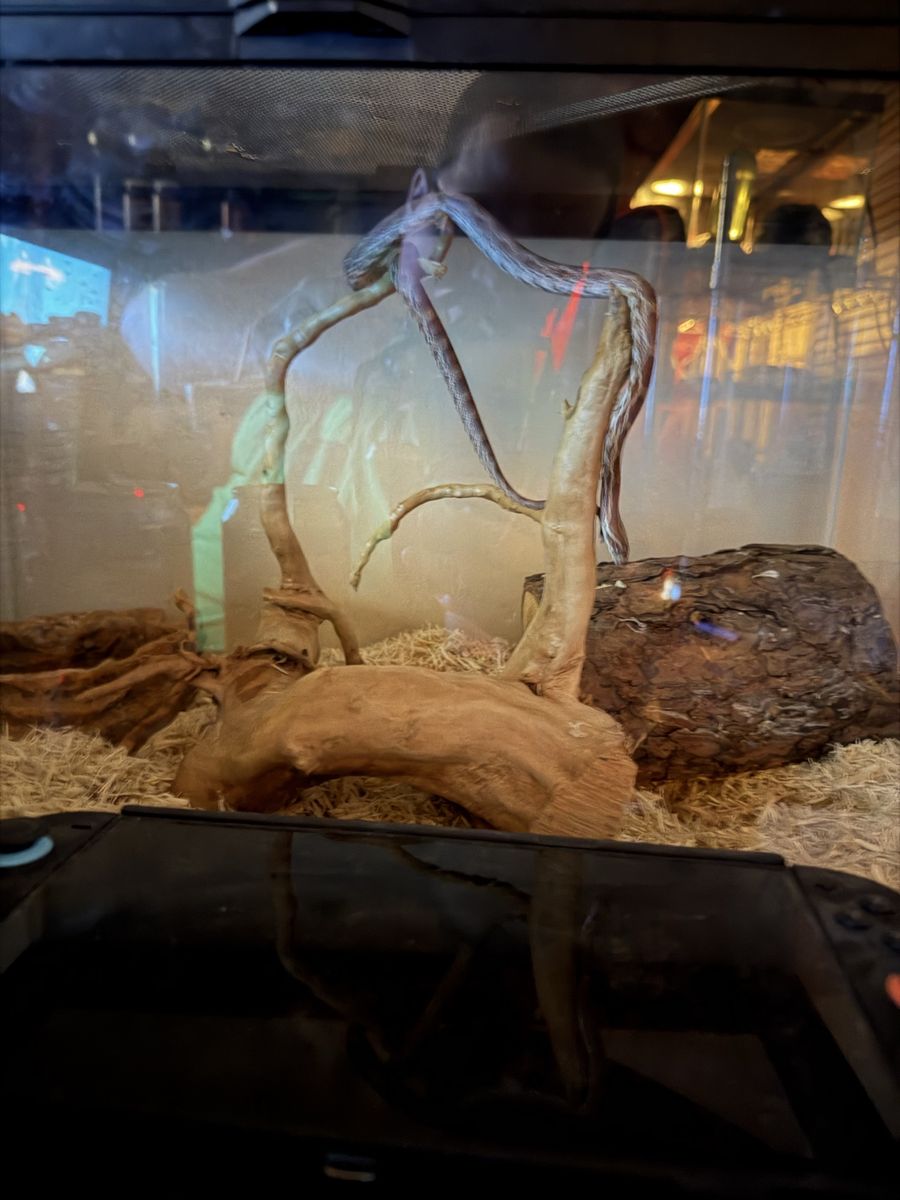 Corn Snake in Terrarium Enclosure with Decor and Wood Setup