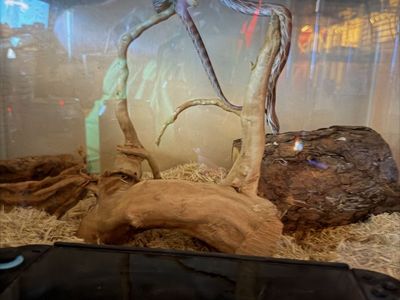Corn Snake in Terrarium Enclosure with Decor and Wood Setup