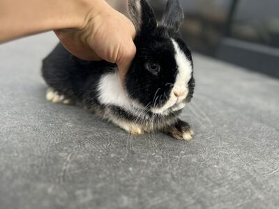Bunny! Holland Lop