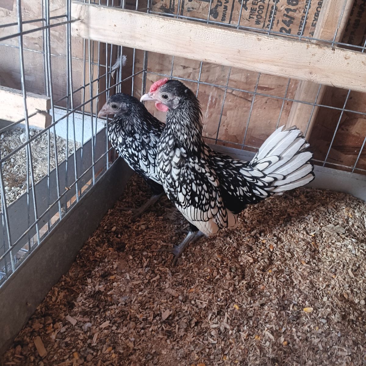 Young Silver seabright pair for sale 45 dollars