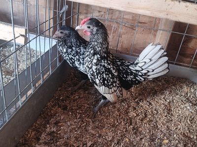 Young Silver seabright pair for sale 45 dollars