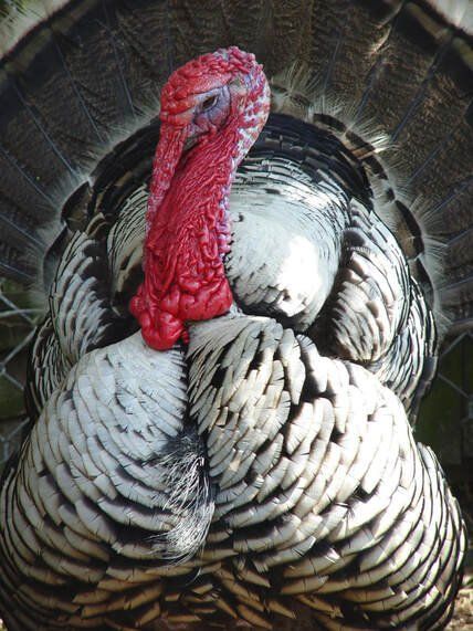 fertile Nargansette turkey eggs