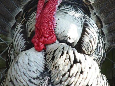 fertile Nargansette turkey eggs