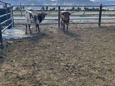 Longhorns