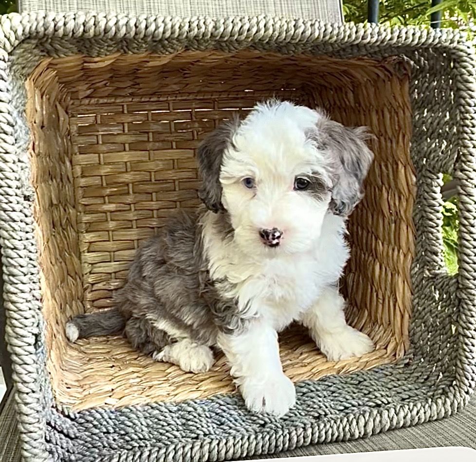 Mini Bernedoodles